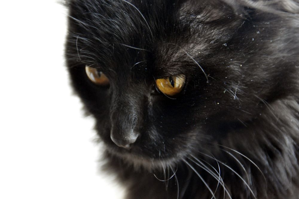 Schwarze Katze Foto & Bild tiere, haustiere, katzen Bilder auf