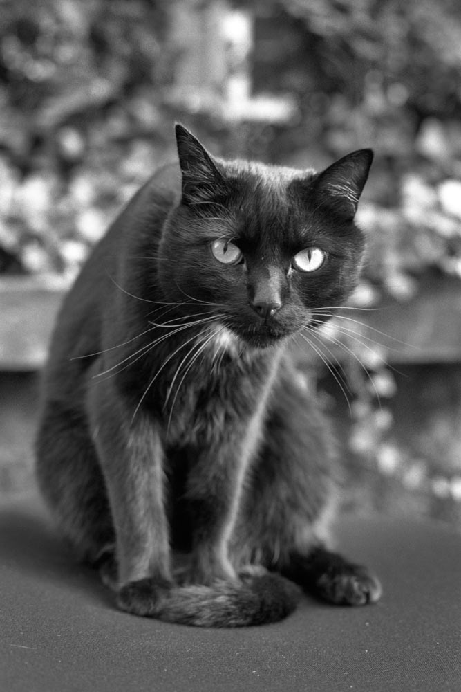 Schwarze Katze