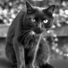 Schwarze Katze