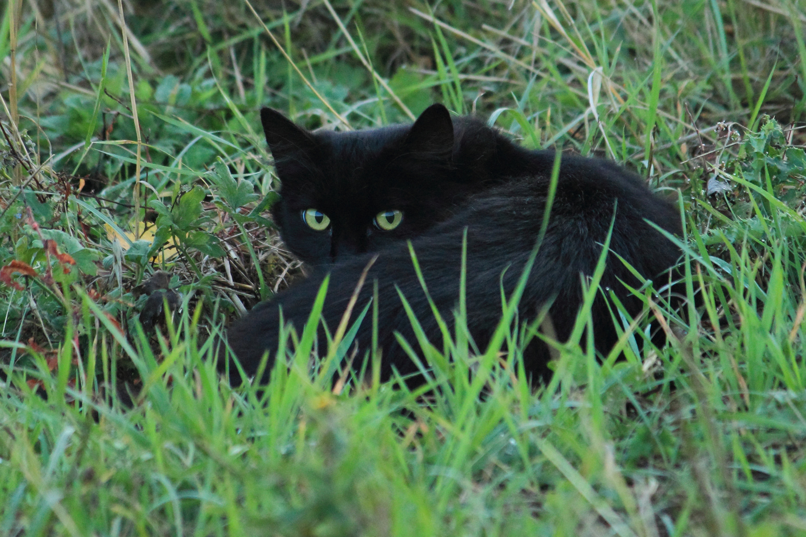 Schwarze Katze