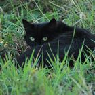 Schwarze Katze