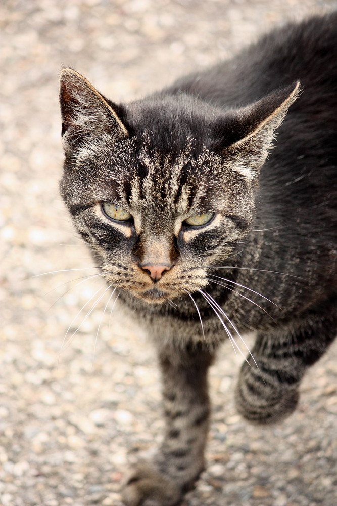 schwarze Katze