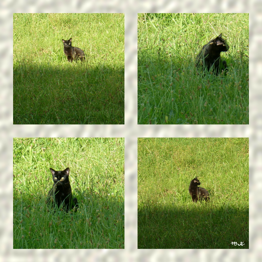 Schwarze Katze