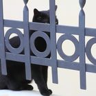 Schwarze Katze