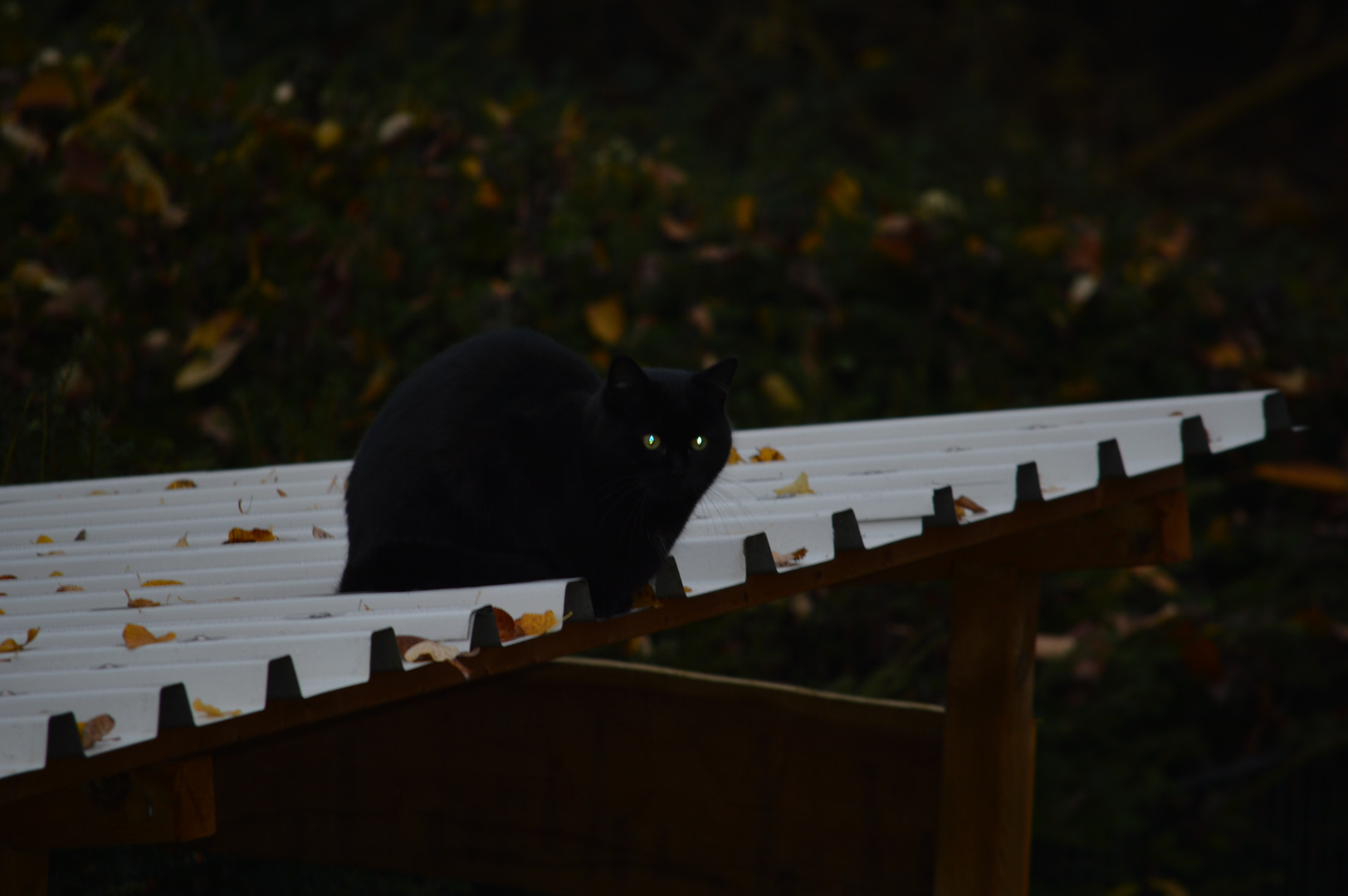 Schwarze Katze am Abend auf dem Blechdach