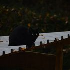 Schwarze Katze am Abend auf dem Blechdach