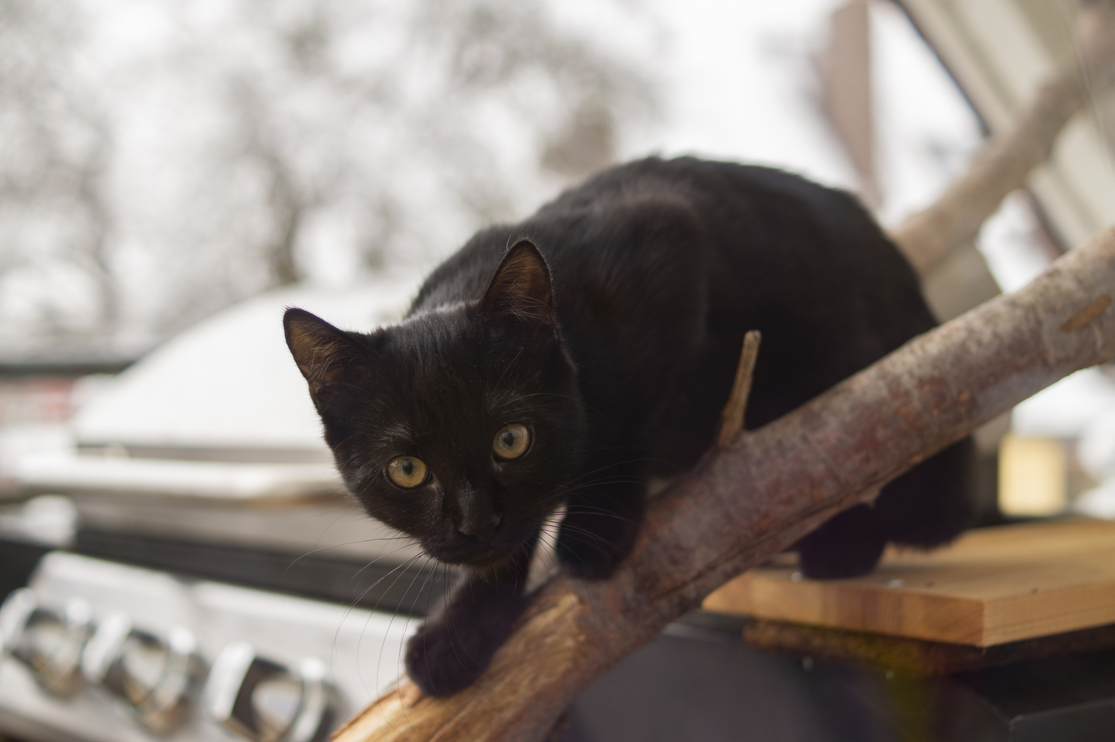 Schwarze Katze auf der Jagd