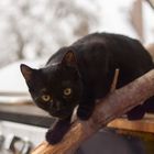 Schwarze Katze auf der Jagd