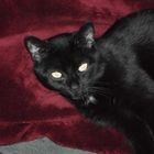 schwarze Katze auf roter Decke