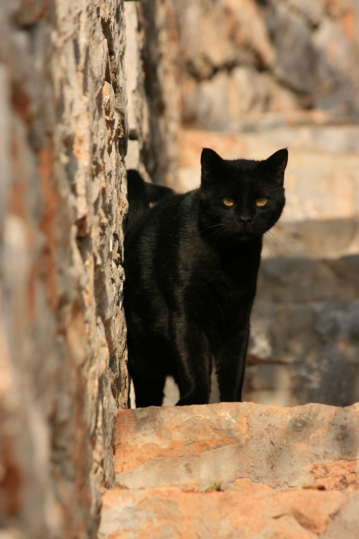 Schwarze Katze