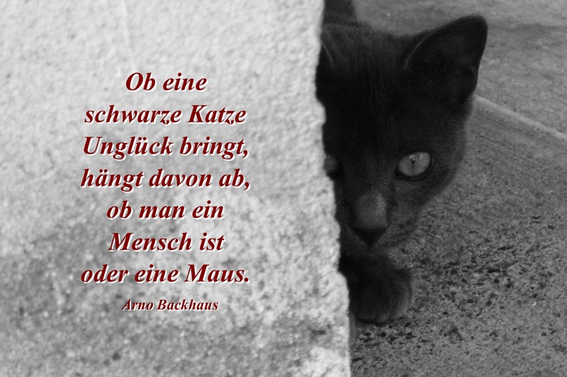 Schwarze Katze ...