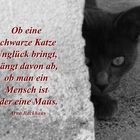 Schwarze Katze ...