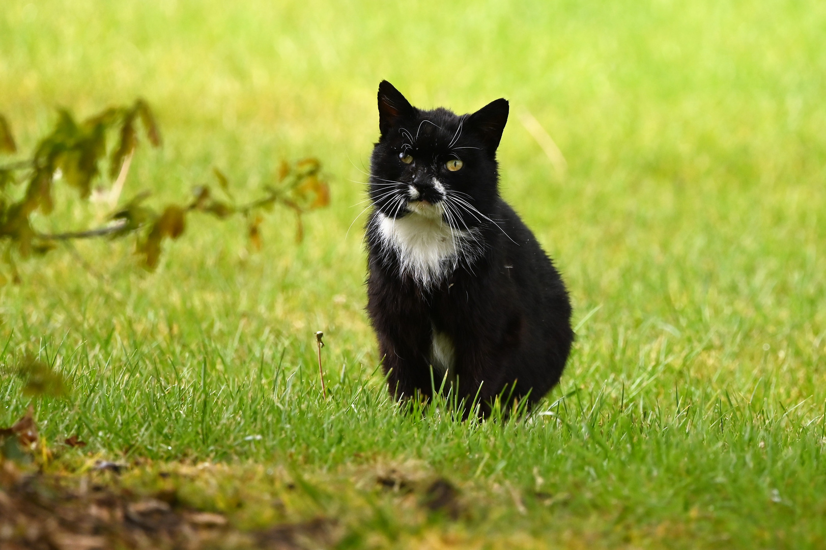 Schwarze Katze