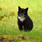 Schwarze Katze