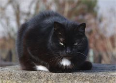 schwarze katze