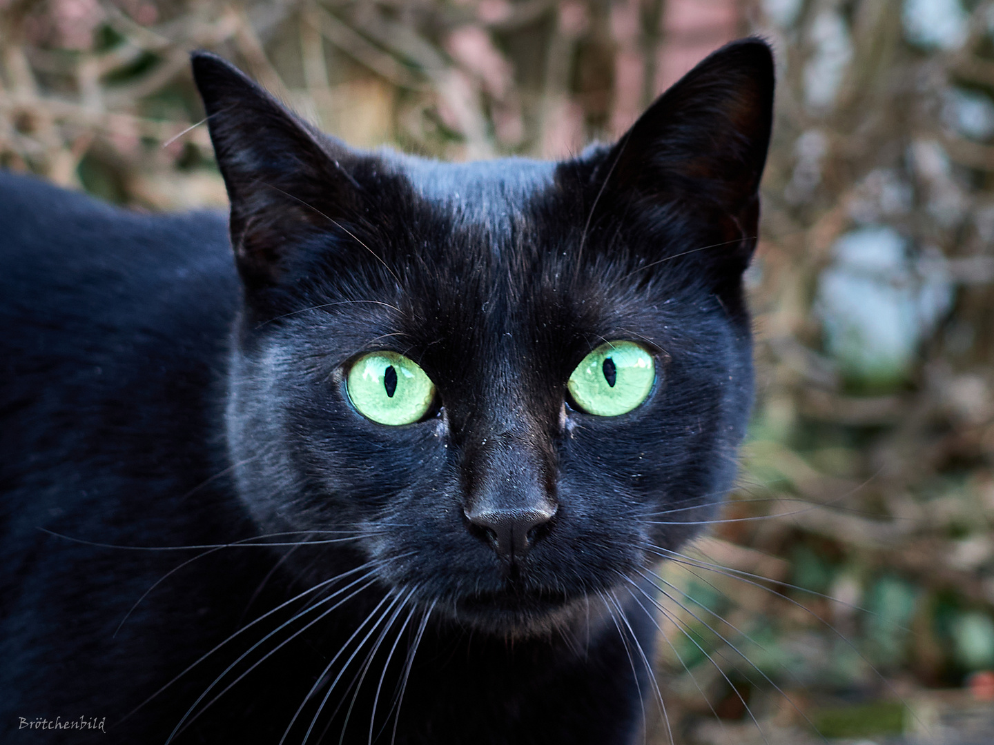 Schwarze Katze