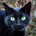 Schwarze Katze