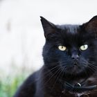 schwarze Katze