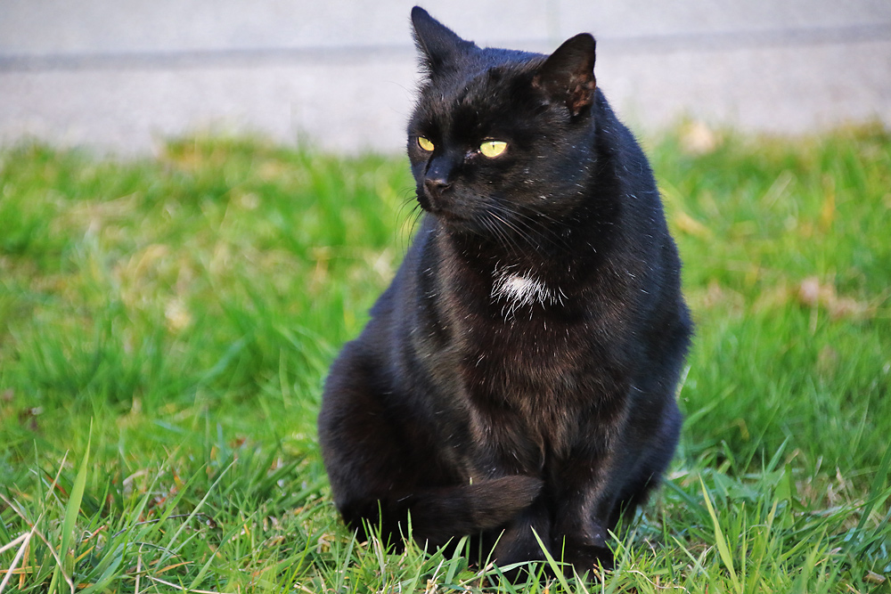 schwarze Katze