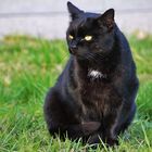 schwarze Katze