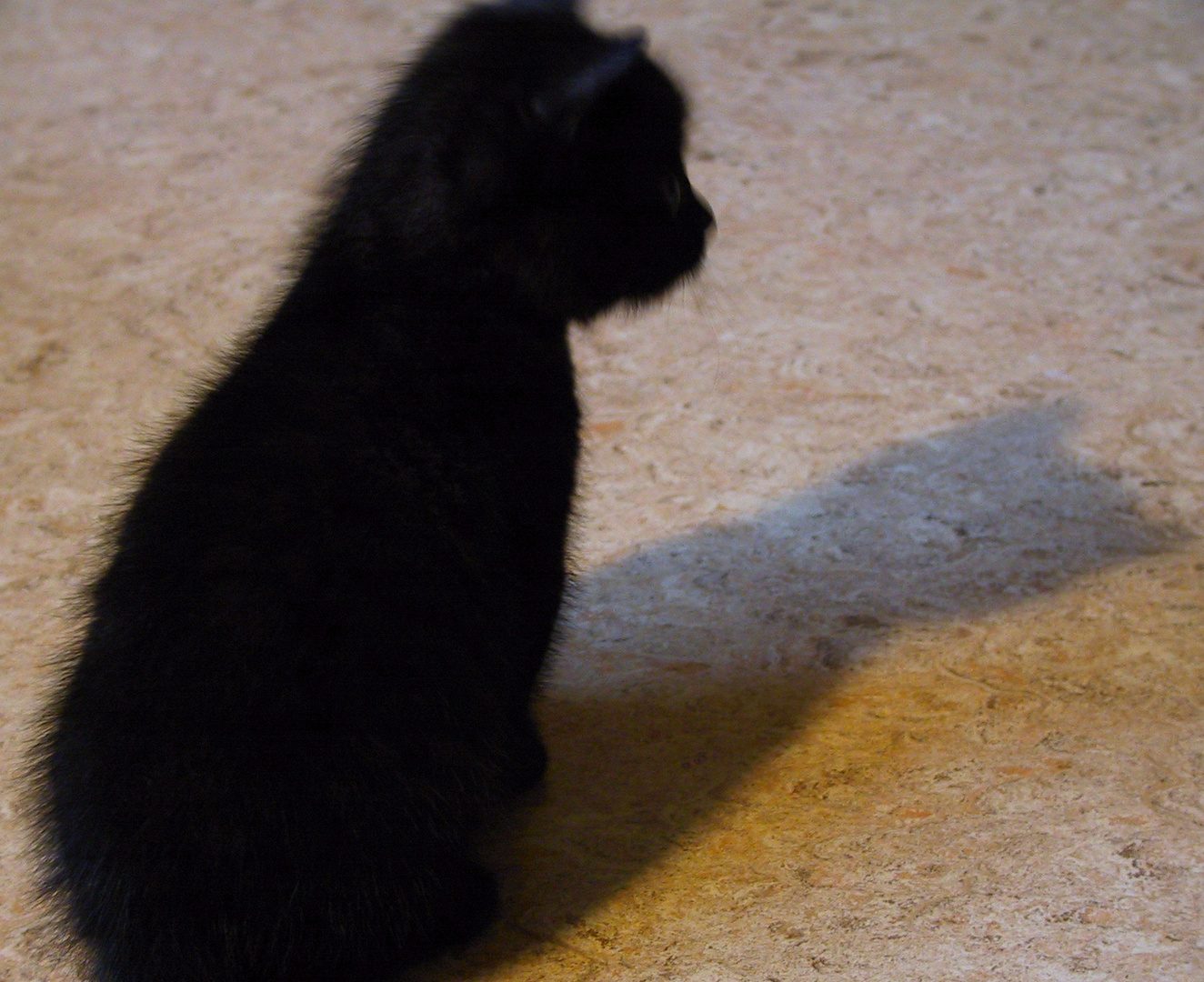 Schwarze Katze grauer Schatten