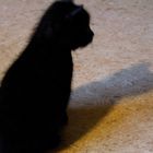 Schwarze Katze grauer Schatten