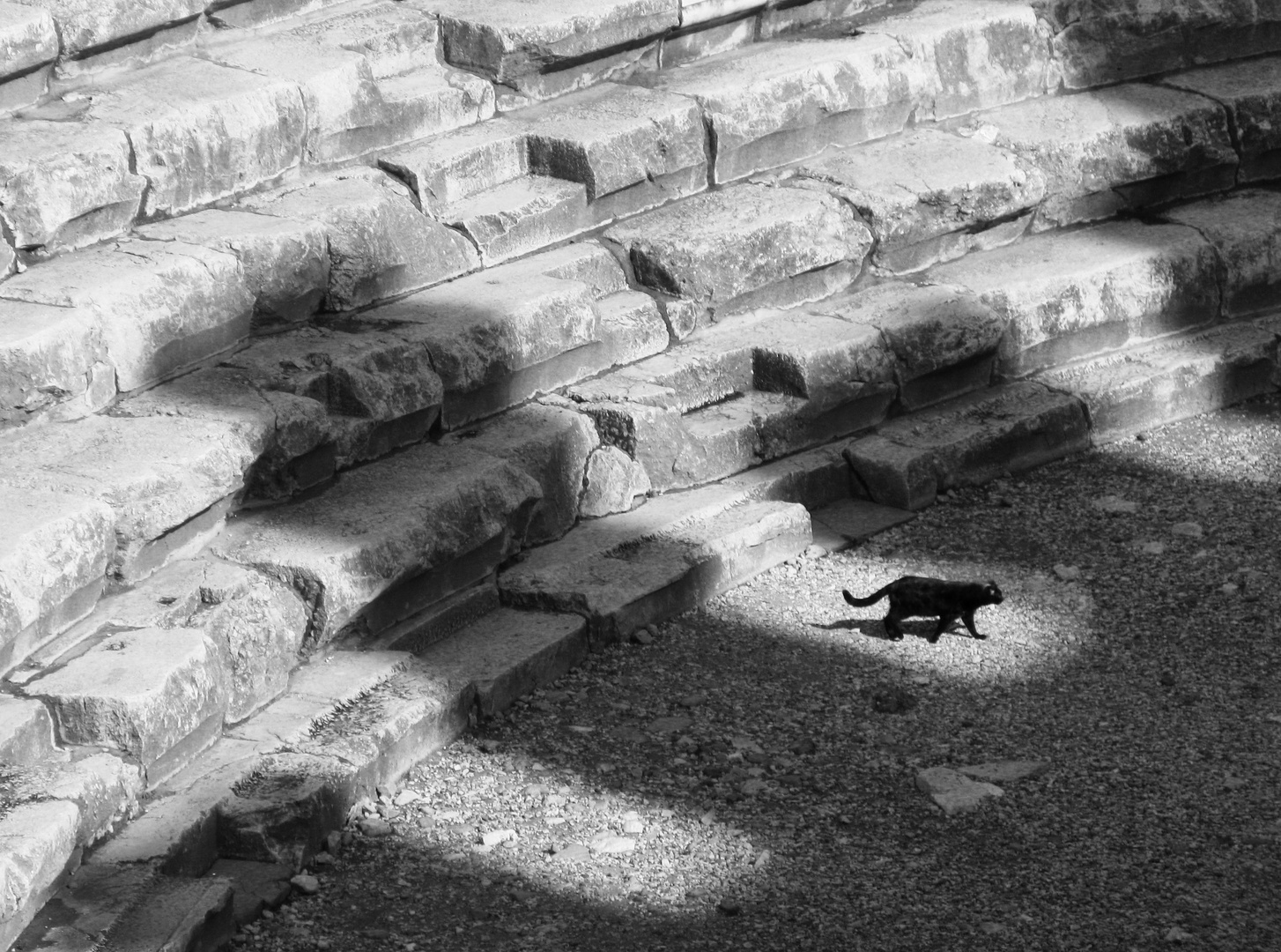 Schwarze Katze im antiken Theater