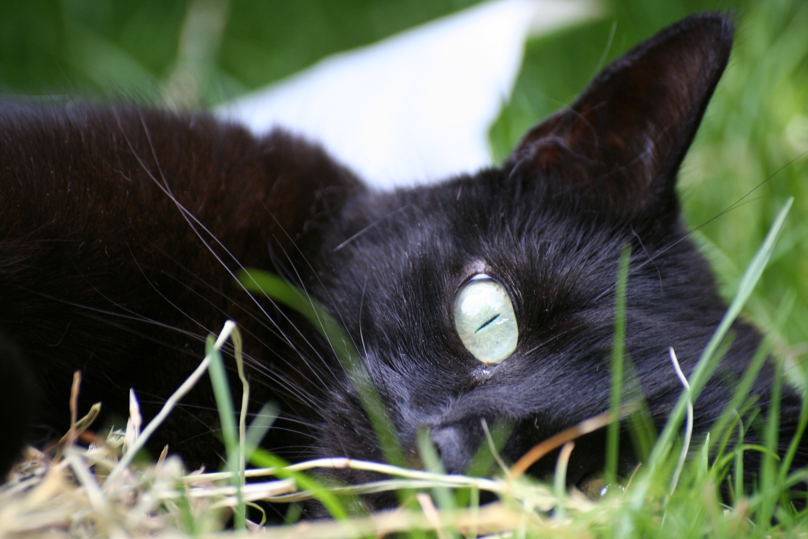 schwarze Katze im Gras