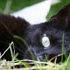 schwarze Katze im Gras