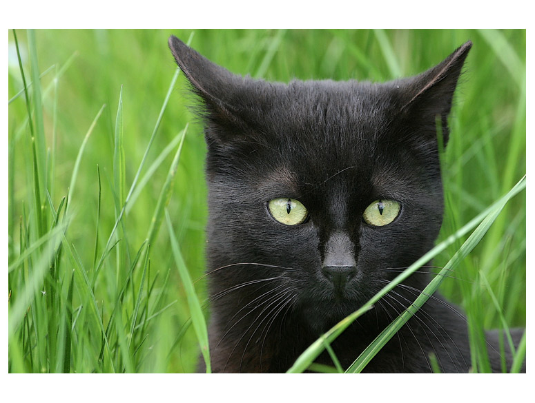 Schwarze Katze im Grünen