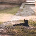 Schwarze Katze in der goldenen Stunde