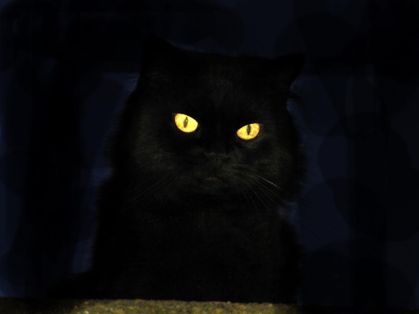 Schwarze Katze Der Nacht Sso