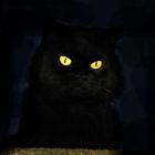 Schwarze Katze in der Nacht