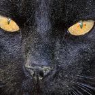 schwarze Katze mit Blütenstaub dekoriert