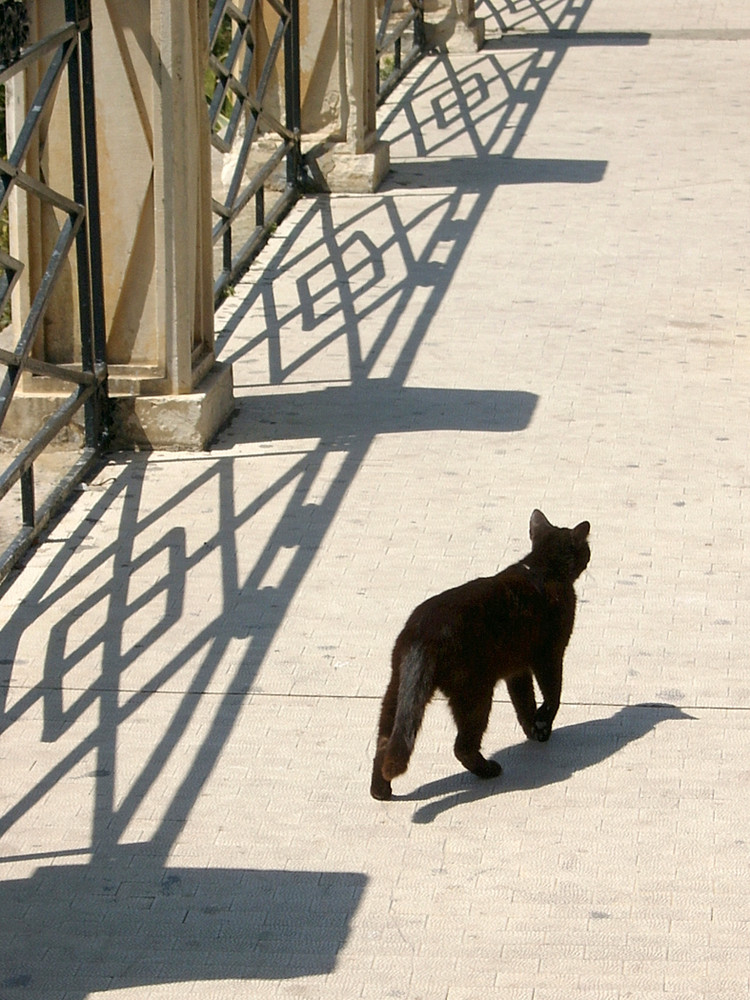 Schwarze Katze (Sciacca)