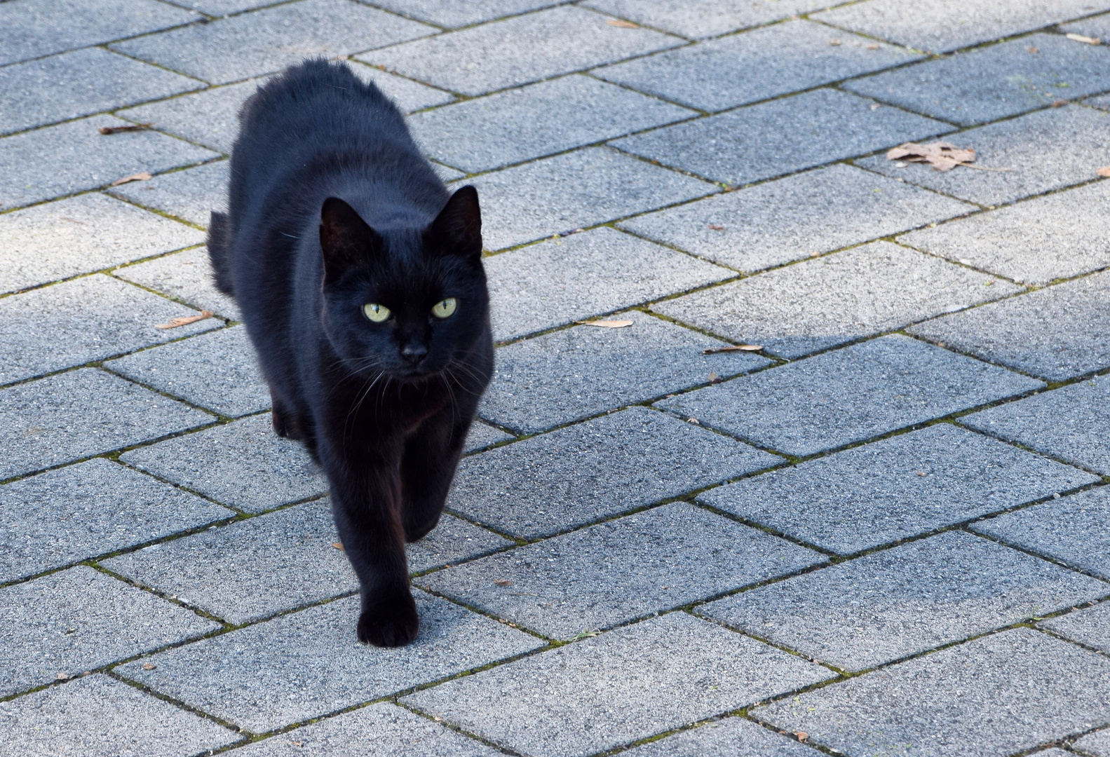 SCHWARZE KATZE VON LINKS ...