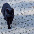 SCHWARZE KATZE VON LINKS ...