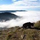 Schwarze Katze von links