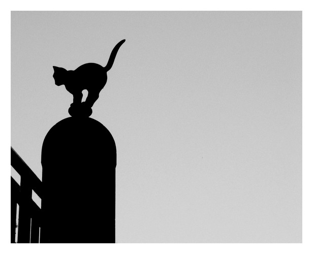 Schwarze Katze Von Links Foto Bild Tiere Haustiere Katzen Bilder Auf Fotocommunity