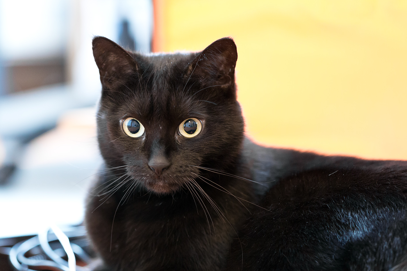 Schwarze Katze vor orangen Hintergrund...