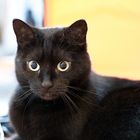 Schwarze Katze vor orangen Hintergrund...
