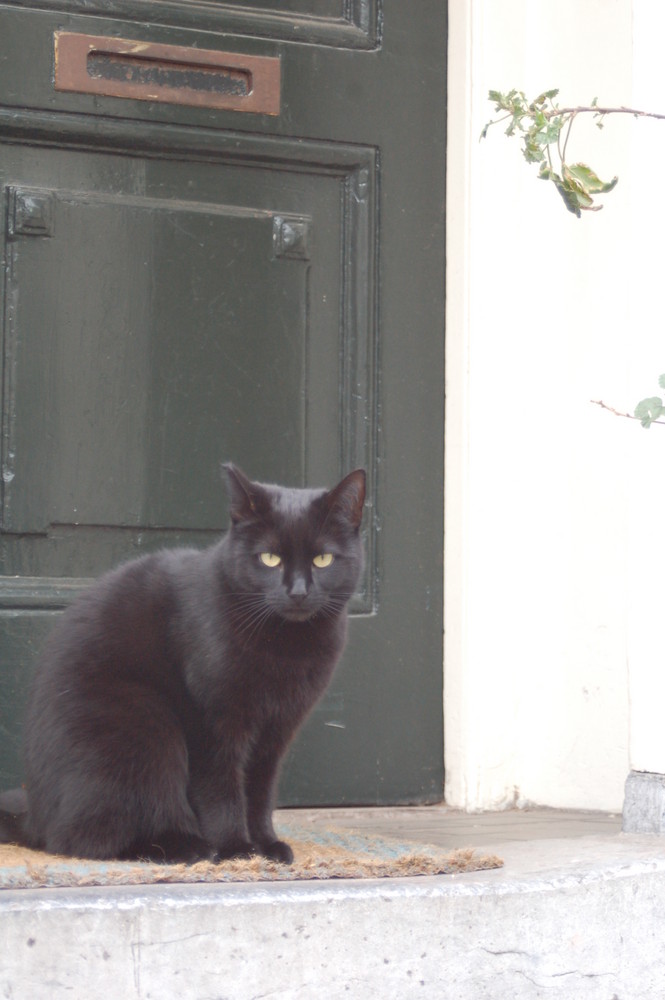 Schwarze Katze - Weiße Wand - Schwarze Tür