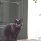 Schwarze Katze - Weiße Wand - Schwarze Tür
