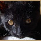 Schwarze Katzenbaby mit braune Augen