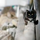 Schwarze Katzi