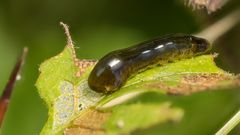 Schwarze Kirschblattwespe (Caliroa cerasi) Larve