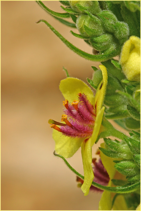 Schwarze Königskerze, Verbascum nigrum