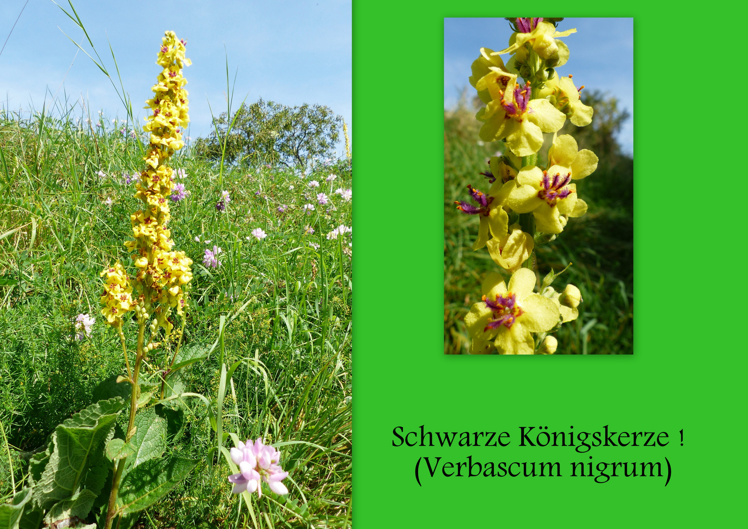 Schwarze Königskerze (Verbascum nigrum)