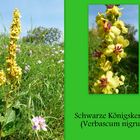 Schwarze Königskerze (Verbascum nigrum)