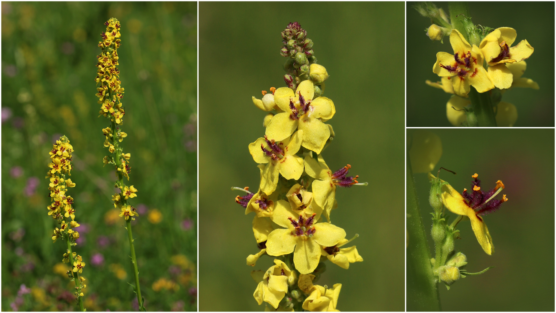 Schwarze Königskerze (Verbascum nigrum).